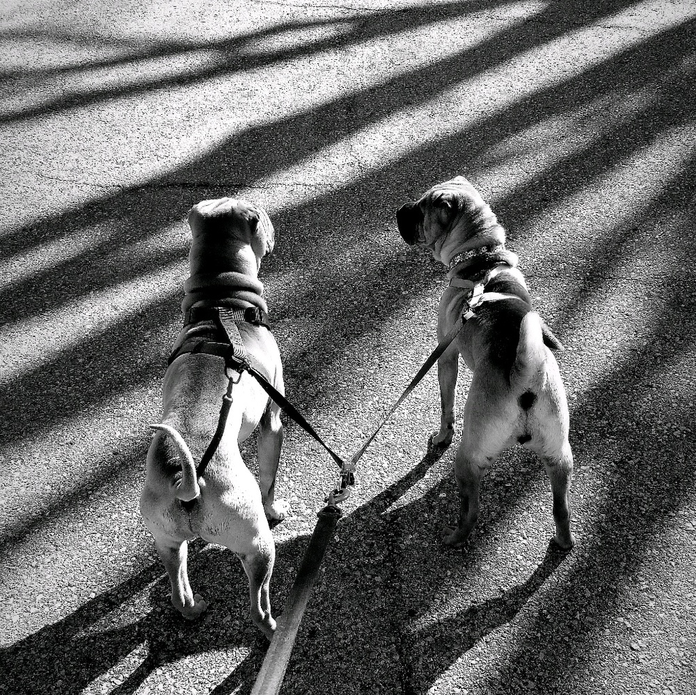 Meet your Posher, Ronin